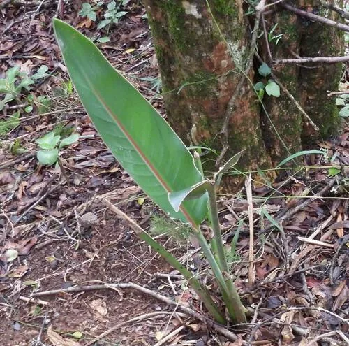 Bird Of Paradise (Strelitzia reginae), photograph