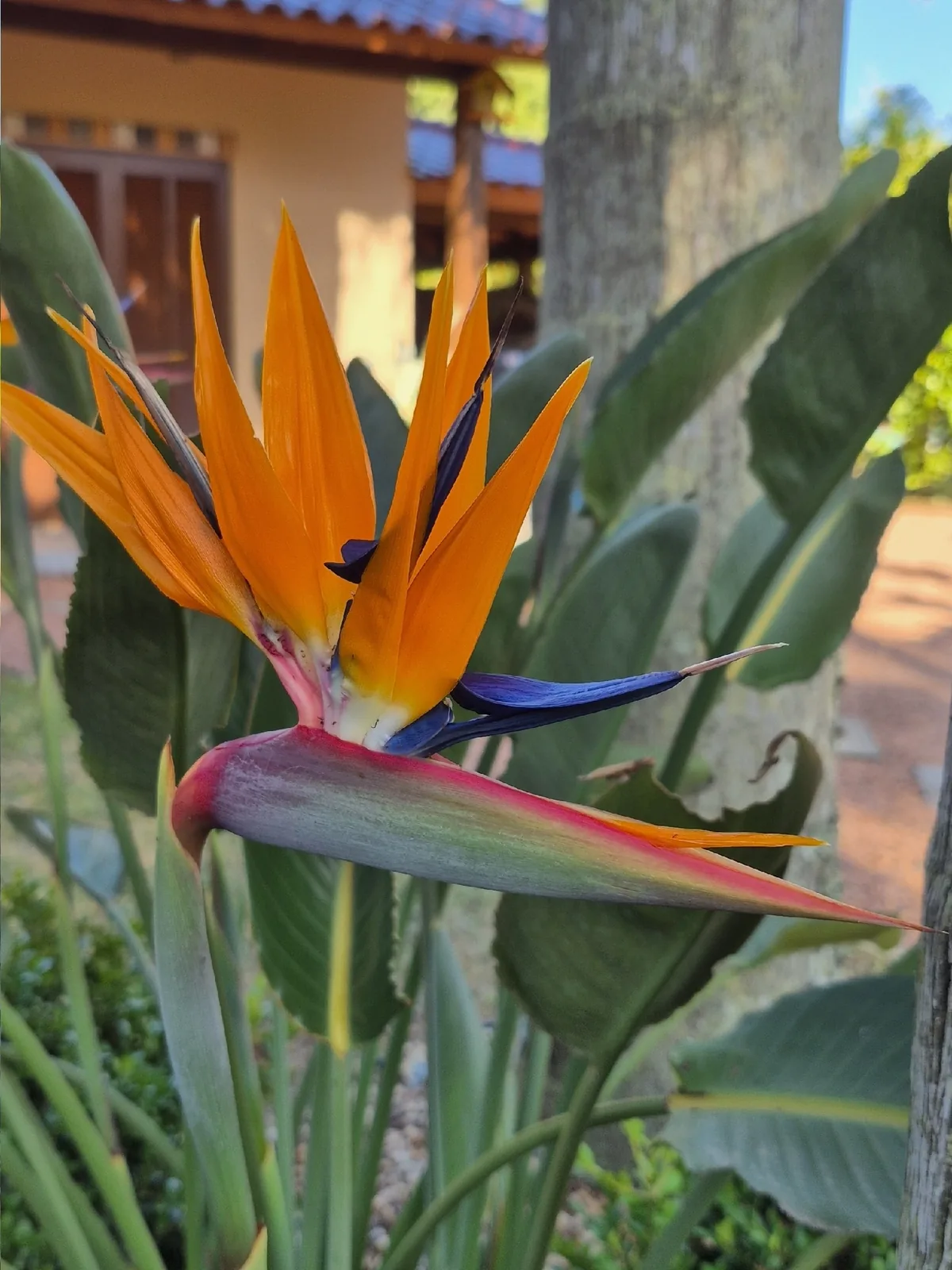 Photo: Denise Dalbosco Dell'Aglio, via iNaturalist · CC BY · via GBIF bird of paradise (Strelitzia reginae), photograph