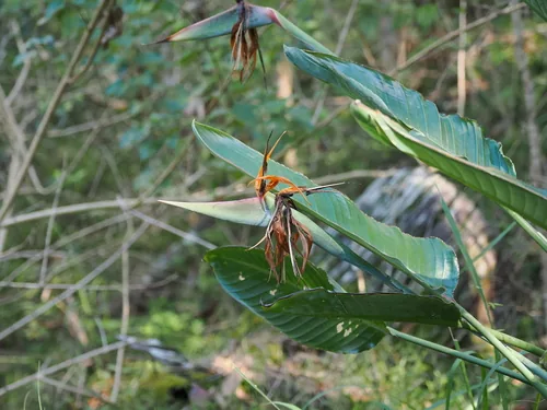 Photo: (c) Lucas Christofides, some rights reserved (CC BY) · cc-by · via iNaturalist Bird Of Paradise (Strelitzia reginae), photograph