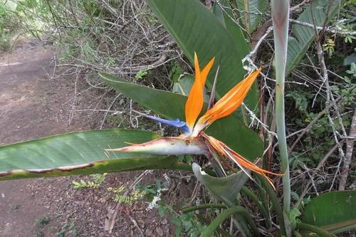 Bird Of Paradise (Strelitzia reginae), photograph