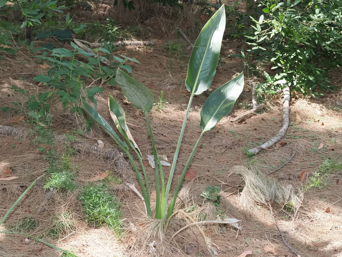 Bird Of Paradise (Strelitzia reginae), photograph