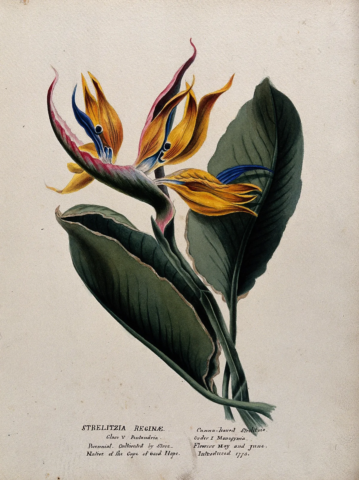Bird Of Paradise (Strelitzia reginae), botanical illustration