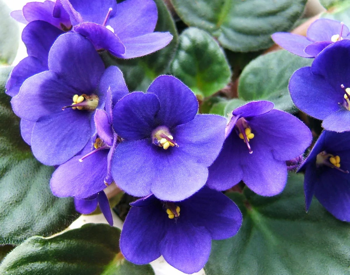 Photo: Wildfeuer, , via Wikimedia Commons · CC BY-SA 3.0 · via Wikimedia Commons African Violet (Streptocarpus sect. Saintpaulia), photograph
