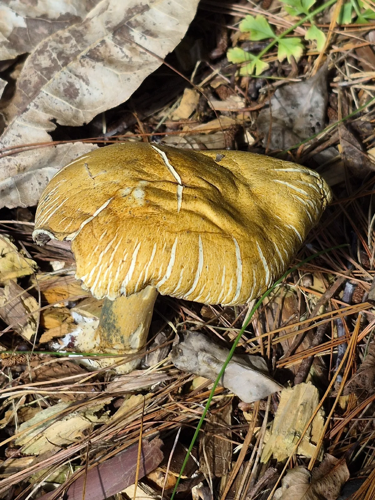 Wine Cap (Stropharia rugosoannulata), photograph