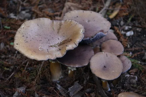 Photo: no rights reserved · CC0 · via iNaturalist wine cap, photograph