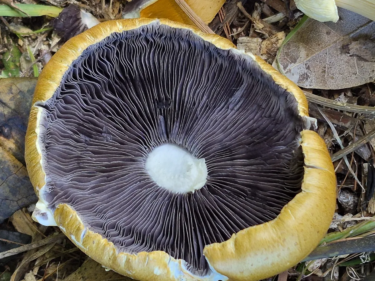 Wine Cap (Stropharia rugosoannulata), photograph