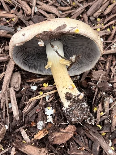 Photo: (c) Annie Weissman, some rights reserved (CC BY) · cc-by · via iNaturalist Wine Cap (Stropharia rugosoannulata), photograph