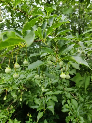Japanese Snowbell (Styrax japonicus), photograph