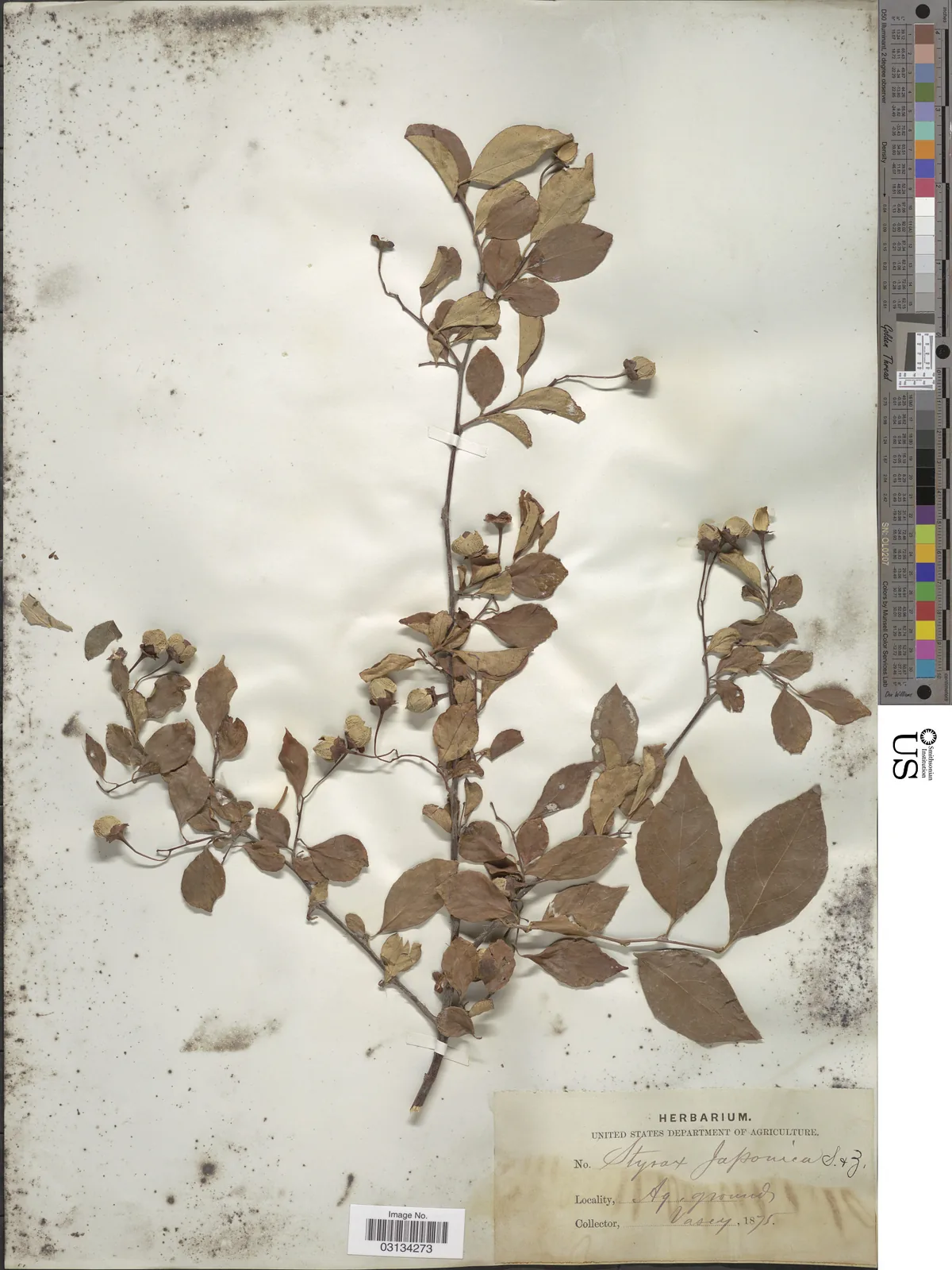 Japanese Snowbell (Styrax japonicus), photograph