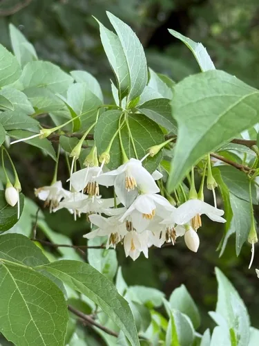 Photo: (c) ITÔ, Hiroki, some rights reserved · CC BY · via iNaturalist Japanese Snowbell (Styrax japonicus), photograph