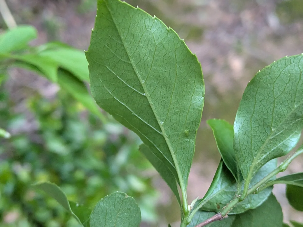 Japanese Snowbell (Styrax japonicus), photograph