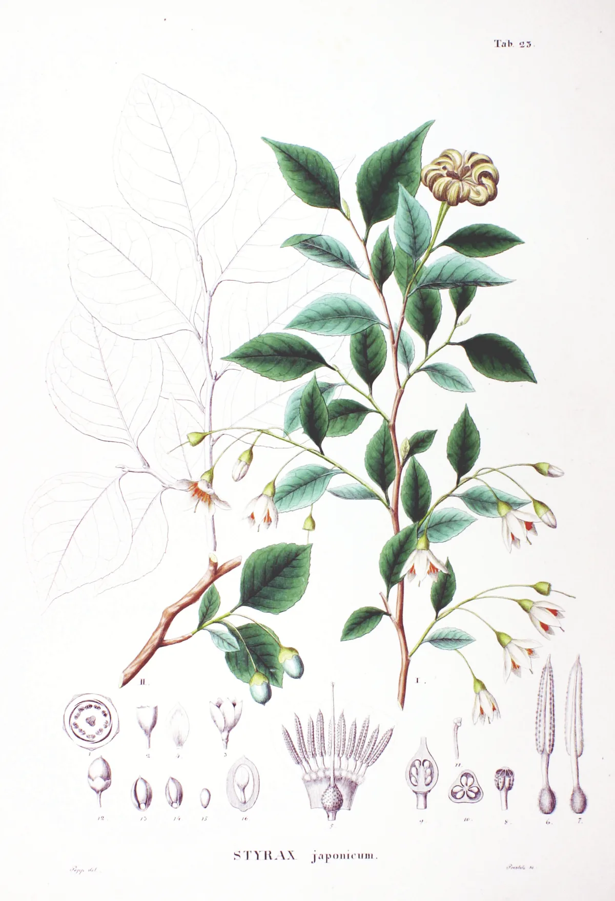 Japanese Snowbell (Styrax japonicus), botanical illustration