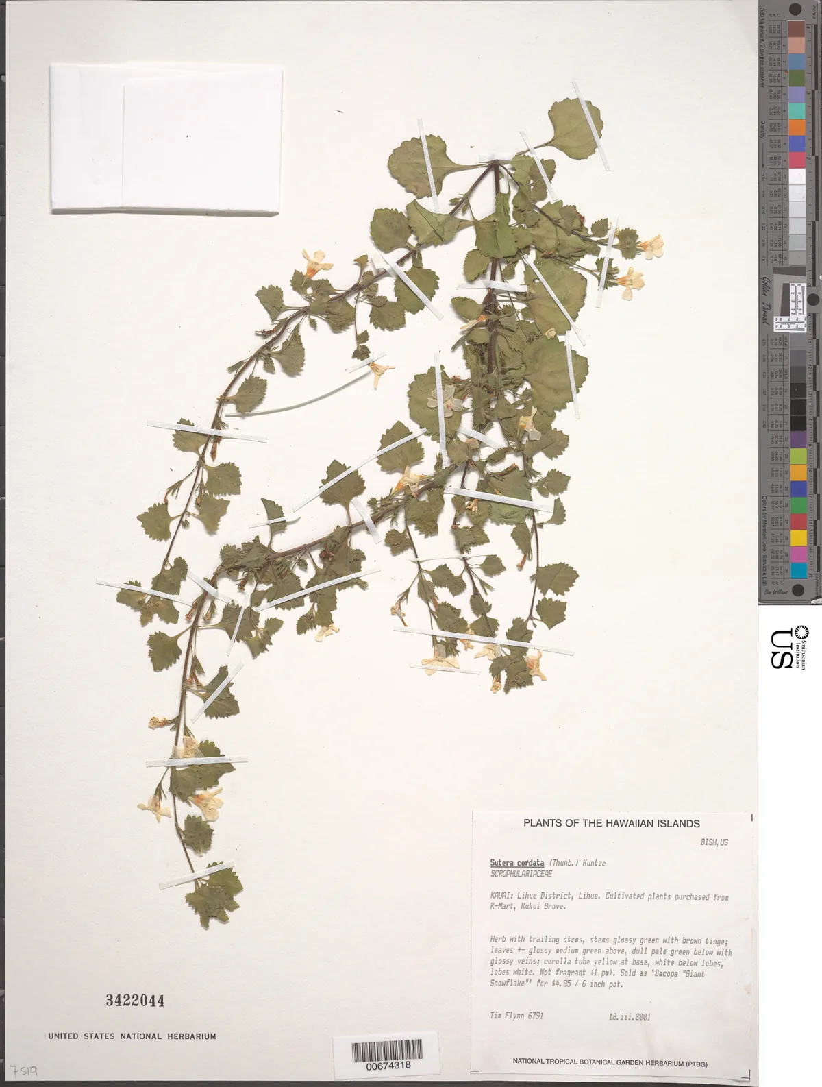 bacopa (Sutera cordata), photograph