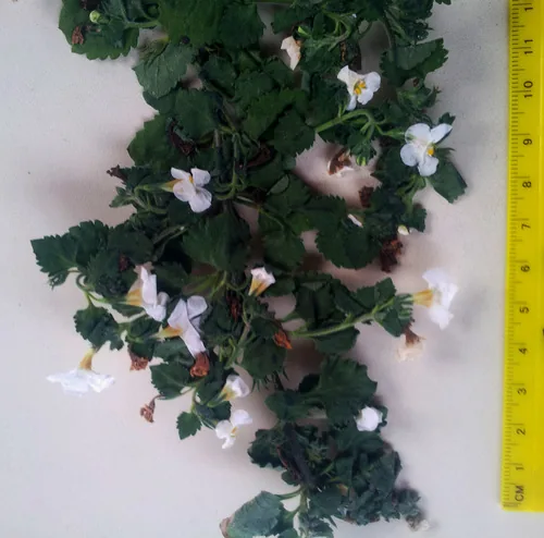 bacopa (Sutera cordata), photograph