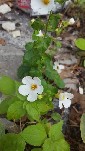 Photo: (c) Alexis Tinker-Tsavalas, some rights reserved · CC BY · via iNaturalist bacopa (Sutera cordata), photograph