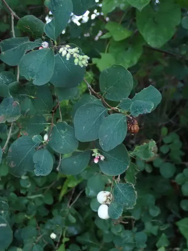 Snowberry (Symphoricarpos albus), photograph