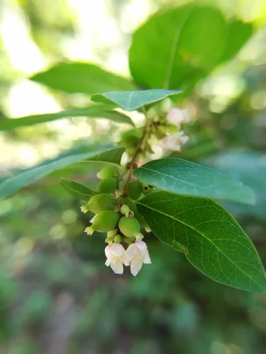 snowberry (Symphoricarpos albus), photograph