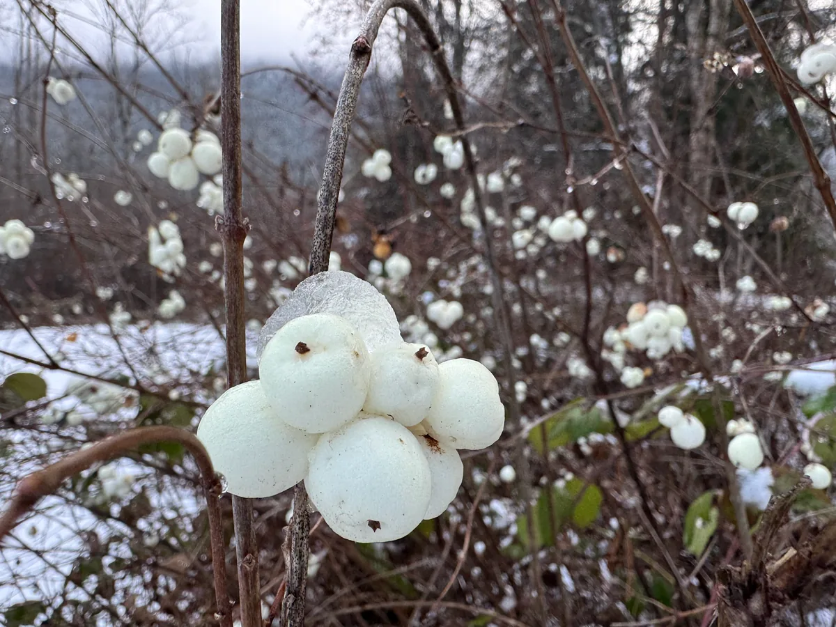 Snowberry (Symphoricarpos albus), photograph