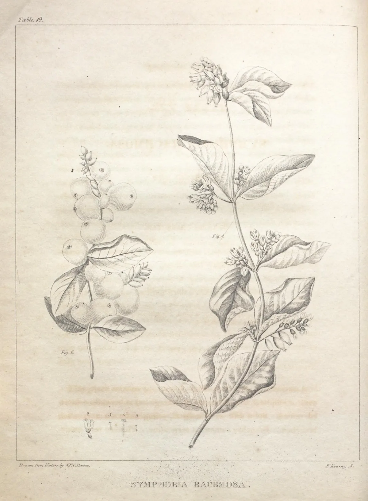 Snowberry (Symphoricarpos albus), botanical illustration