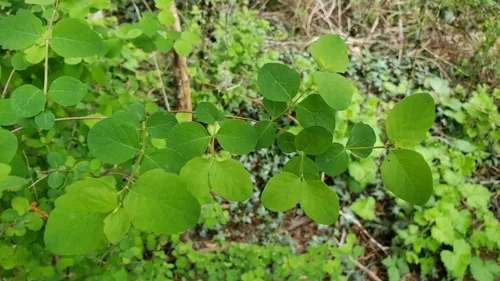 Snowberry (Symphoricarpos albus), photograph