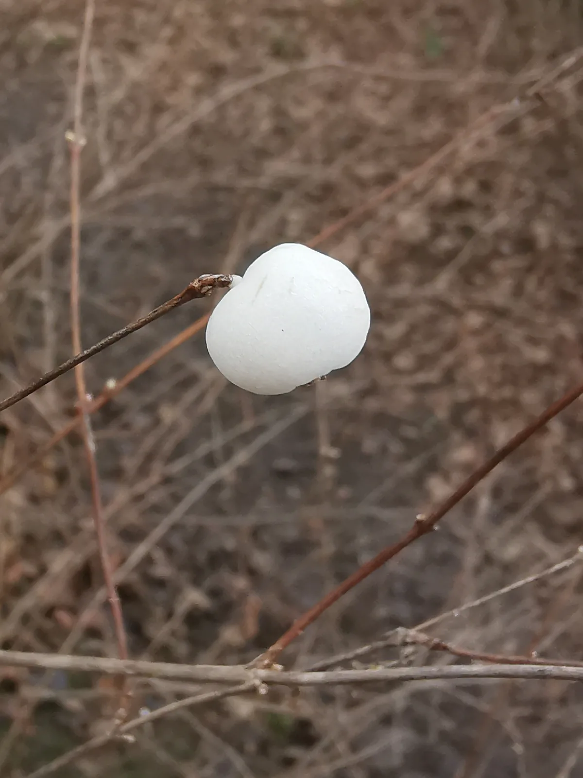 Snowberry (Symphoricarpos albus), photograph