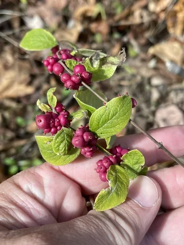 Photo: (c) Sam Kieschnick, some rights reserved · CC BY · via iNaturalist coralberry (Symphoricarpos orbiculatus), photograph