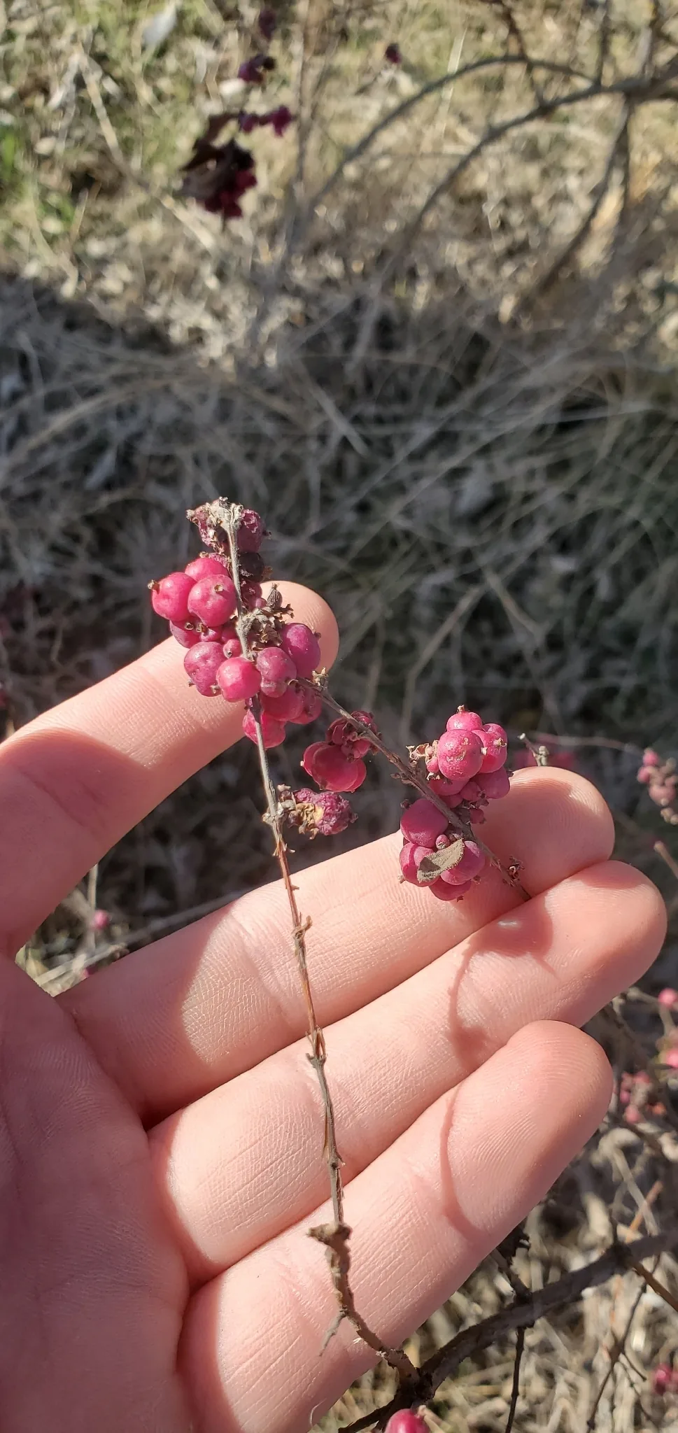 Coralberry (Symphoricarpos orbiculatus), photograph