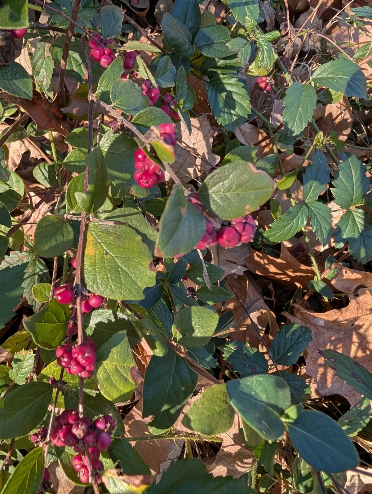 Coralberry (Symphoricarpos orbiculatus), photograph
