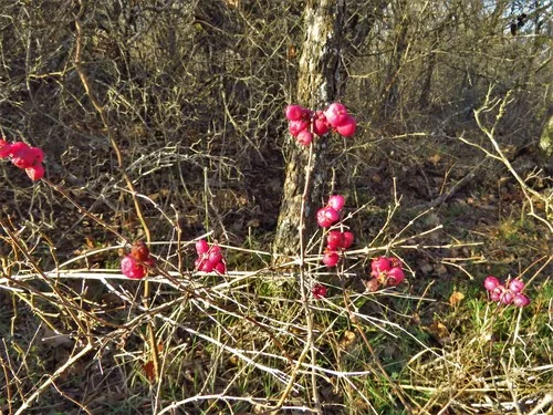 Photo: (c) Annika Lindqvist, some rights reserved (CC BY) · cc-by · via iNaturalist Coralberry (Symphoricarpos orbiculatus), photograph