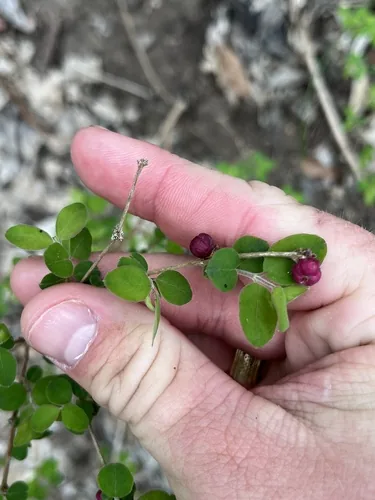 Coralberry (Symphoricarpos orbiculatus), photograph