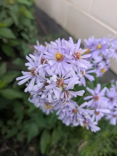 Photo: no rights reserved · CC0 · via iNaturalist smooth aster (Symphyotrichum laeve), photograph