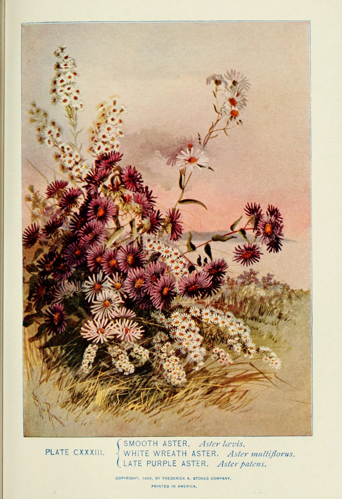 Smooth Aster (Symphyotrichum laeve), botanical illustration