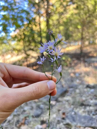 Photo: (c) Nathan Aaron, some rights reserved (CC BY) · cc-by · via iNaturalist Smooth Aster (Symphyotrichum laeve), photograph