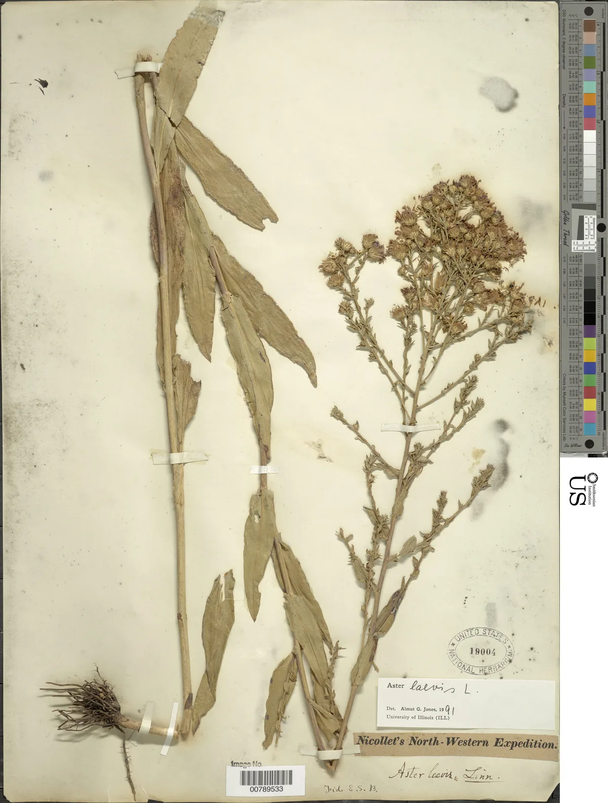 Smooth Aster (Symphyotrichum laeve), photograph