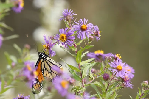 Photo: no rights reserved · cc0 · via iNaturalist Aster (Symphyotrichum novae-angliae), photograph