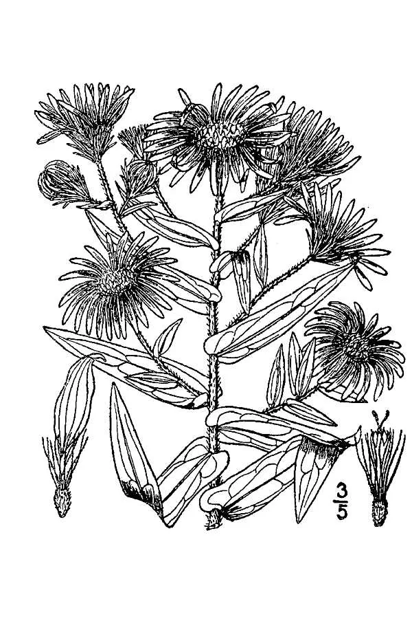 Aster (Symphyotrichum novae-angliae), botanical illustration
