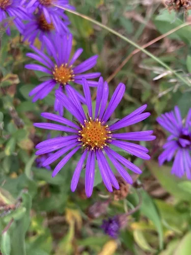 Photo: (c) er-birds, some rights reserved · CC BY · via iNaturalist New England aster (Symphyotrichum novae-angliae), photograph