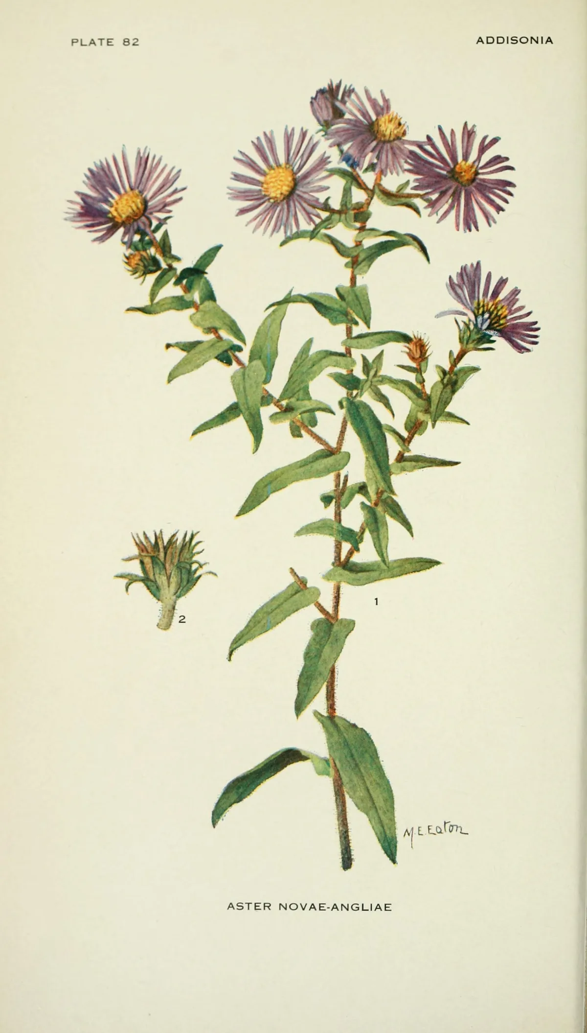 Aster (Symphyotrichum novae-angliae), botanical illustration