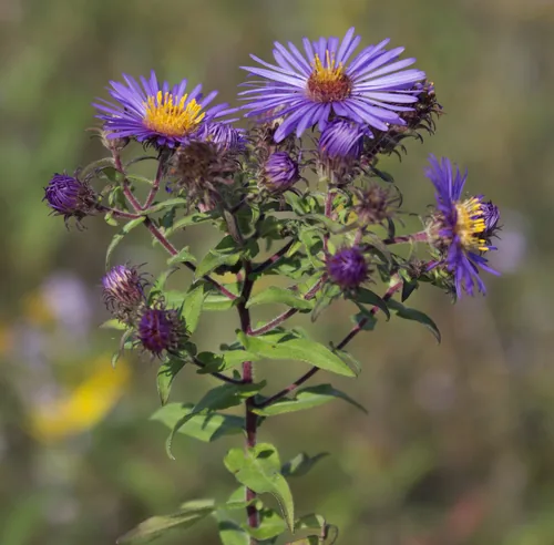 Aster (Symphyotrichum novae-angliae), photograph