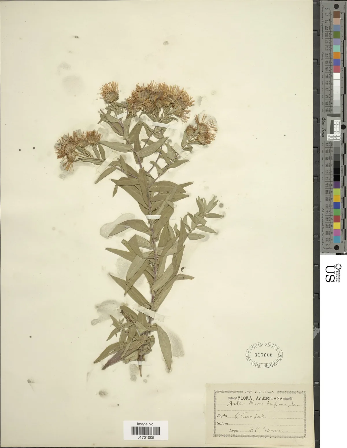 Aster (Symphyotrichum novae-angliae), photograph