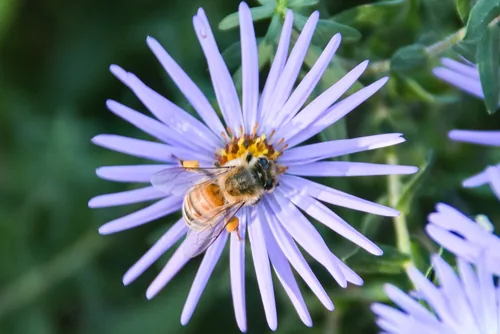aromatic aster (Symphyotrichum oblongifolium), photograph