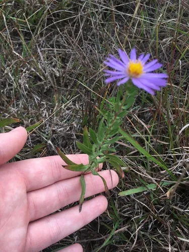 Photo: (c) harrier, some rights reserved (CC BY) · cc-by · via iNaturalist Aromatic Aster (Symphyotrichum oblongifolium), photograph