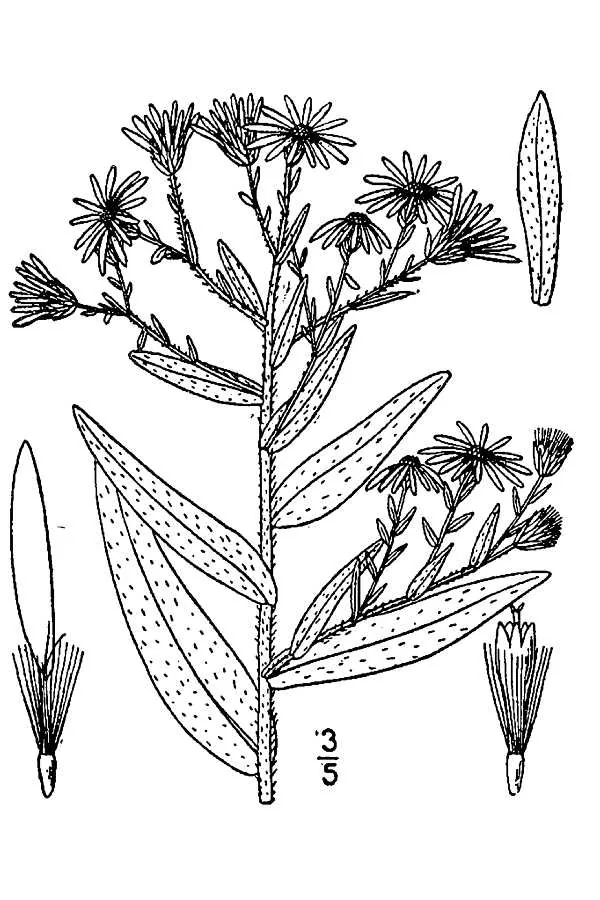 Aromatic Aster (Symphyotrichum oblongifolium), botanical illustration
