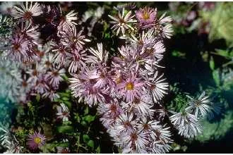Aromatic Aster (Symphyotrichum oblongifolium), photograph