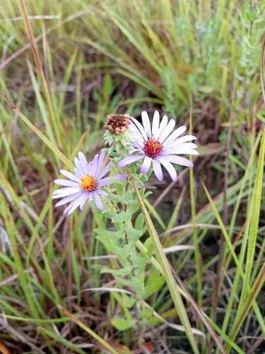 Aromatic Aster (Symphyotrichum oblongifolium), photograph