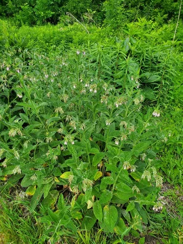 Comfrey (Symphytum officinale), photograph