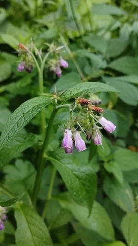 Comfrey (Symphytum officinale), photograph