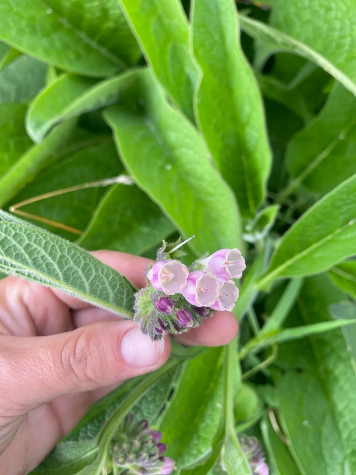 Comfrey (Symphytum officinale), photograph