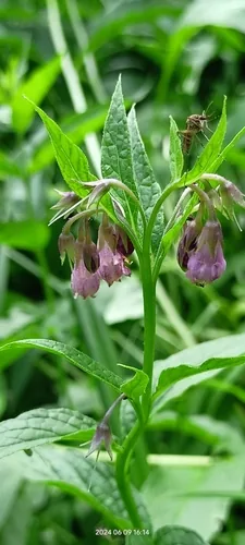 Photo: no rights reserved · cc0 · via iNaturalist Comfrey (Symphytum officinale), photograph