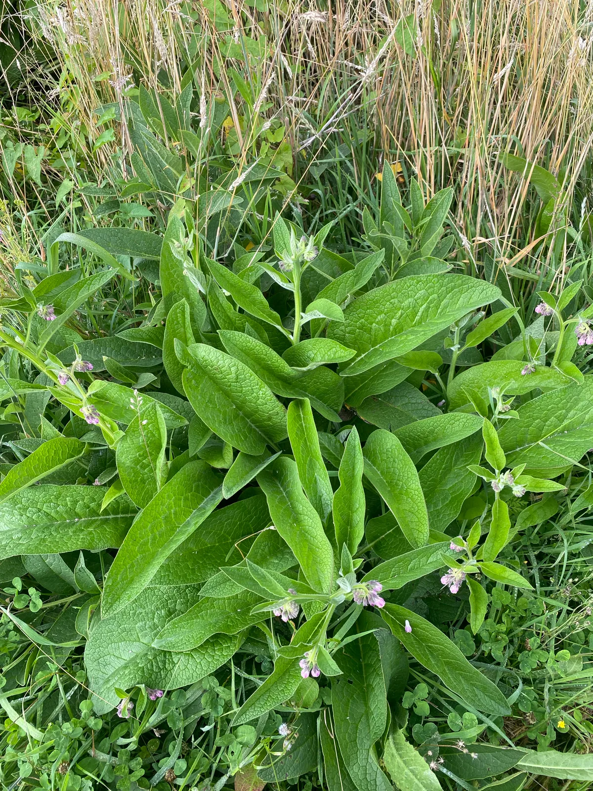 Photo: Hannah Whittall, via iNaturalist · CC BY · via GBIF comfrey (Symphytum officinale), photograph